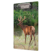 Bull Elk in the National Bison Range, Montana 2 クリップボード (左)