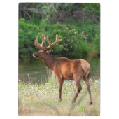 Bull Elk in the National Bison Range, Montana 2 クリップボード (裏面)