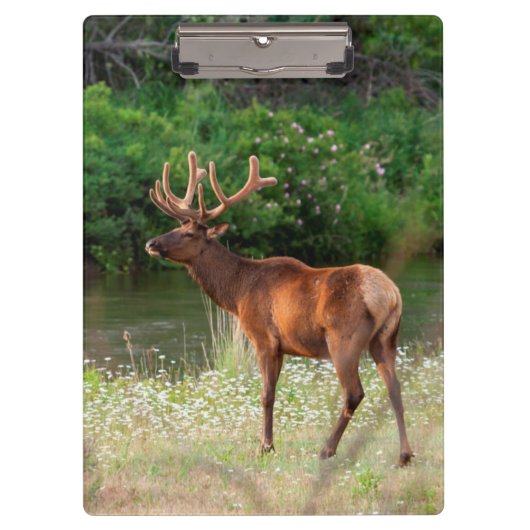 Bull Elk in the National Bison Range, Montana 2 クリップボード (正面)