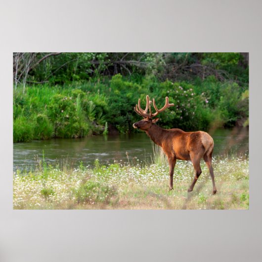 Bull Elk in the National Bison Range, Montana 2 ポスター (正面)