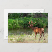 Bull Elk in the National Bison Range, Montana 2 ポストカード (正面/裏面)