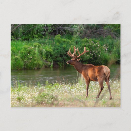 Bull Elk in the National Bison Range, Montana 2 ポストカード (正面)