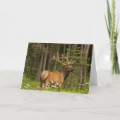 Bull Elk in Velvet，カナダ カード (正面)