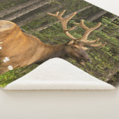 Bull Elk in Velvet，カナダ シェルパブランケット (3/4)