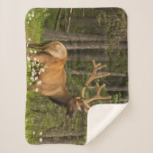 Bull Elk in Velvet，カナダ シェルパブランケット (正面)