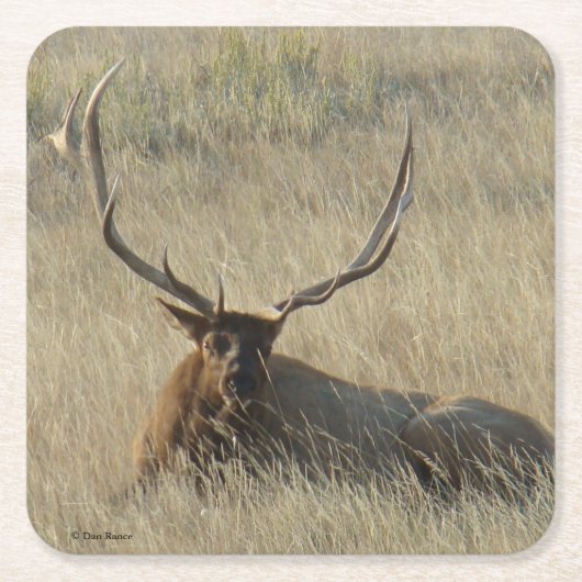 Bull Elk Laying in Grass スクエアペーパーコースター (正面)