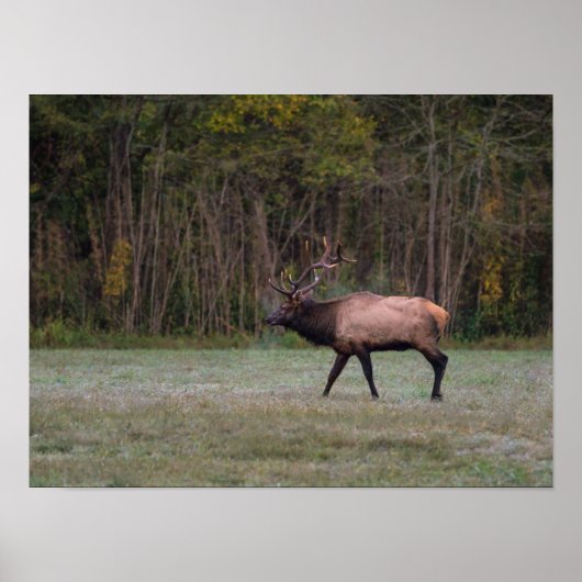 Bull Elk Morning Walk ポスター (正面)