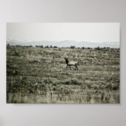Bull Elk P2800 Print ポスター (正面)