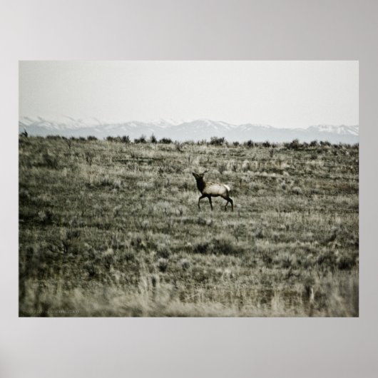 Bull Elk P2800 Print ポスター (正面)