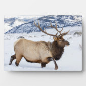 Bull Elk | Wyoming フォトプラーク (正面)