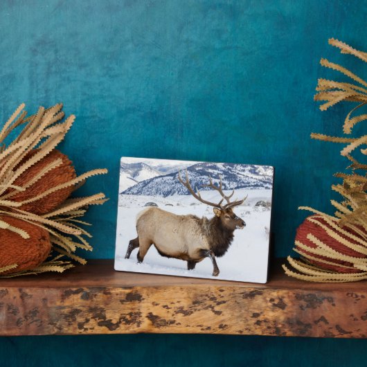 Bull Elk | Wyoming フォトプラーク (側面)