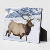 Bull Elk | Wyoming フォトプラーク (側面)