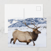 Bull Elk | Wyoming ポストカード (正面/裏面)