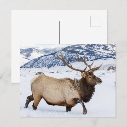 Bull Elk | Wyoming ポストカード (正面/裏面)