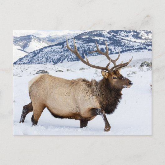 Bull Elk | Wyoming ポストカード (正面)