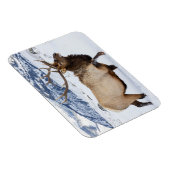 Bull Elk | Wyoming マグネット (右側)