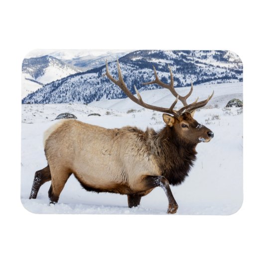 Bull Elk | Wyoming マグネット (横)