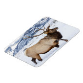 Bull Elk | Wyoming マグネット (左側)