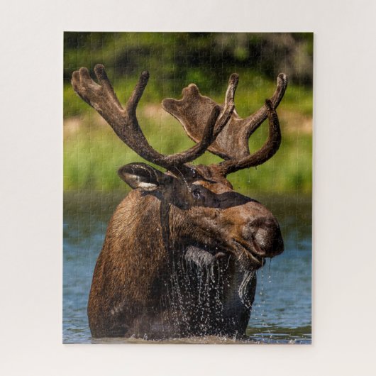 Bull Moose | グレイシャー国立公園 モンタナ州 ジグソーパズル (縦)