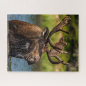 Bull Moose | グレイシャー国立公園 モンタナ州 ジグソーパズル (横)