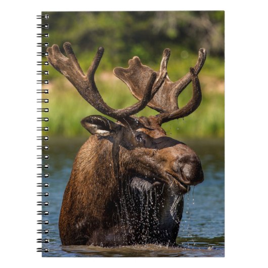 Bull Moose | グレイシャー国立公園 モンタナ州 ノートブック (正面)