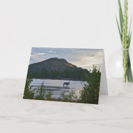 Bull Moose at Sprague Lake, Colorado, Dawn Card カード
