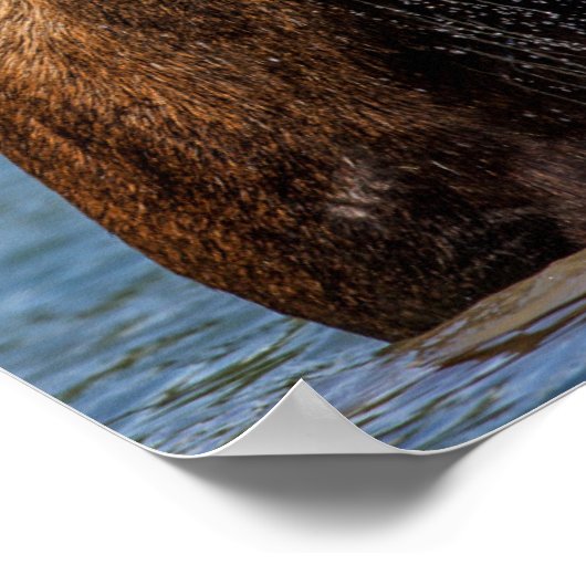 Bull moose feeding in Glacier National Park ポスター (角)