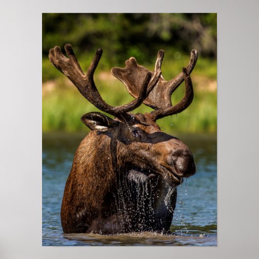 Bull moose feeding in Glacier National Park ポスター (正面)