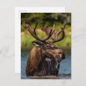 Bull Moose | Glacier National Park Montana ポストカード (正面/裏面)
