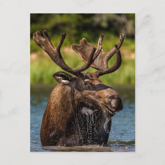 Bull Moose | Glacier National Park Montana ポストカード (正面)