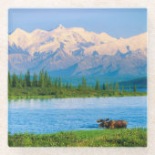 Bull moose in Wonder Lake ガラスコースター (正面)