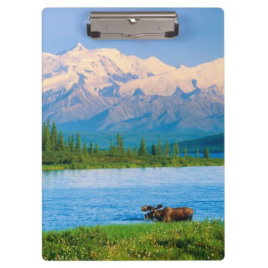 Bull moose in Wonder Lake クリップボード (正面)