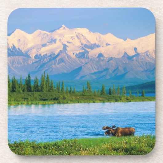 Bull moose in Wonder Lake コースター (正面)