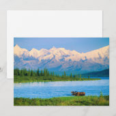 Bull moose in Wonder Lake サンキューカード (正面/裏面)