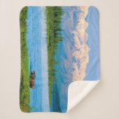 Bull moose in Wonder Lake シェルパブランケット (正面)