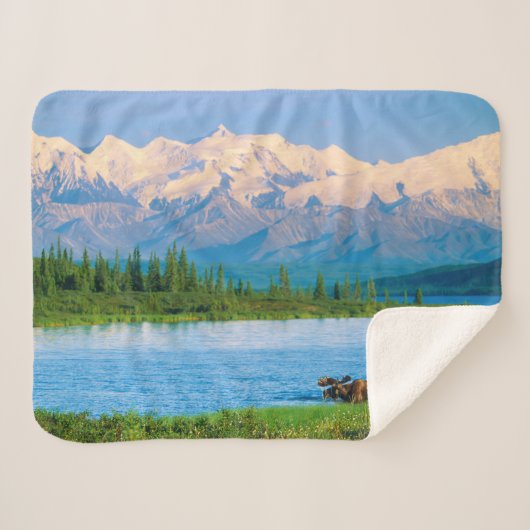 Bull moose in Wonder Lake シェルパブランケット (正面(横))