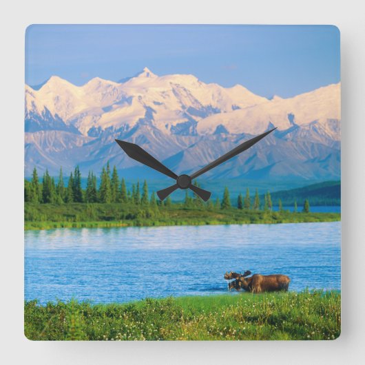 Bull moose in Wonder Lake スクエア壁時計 (正面)