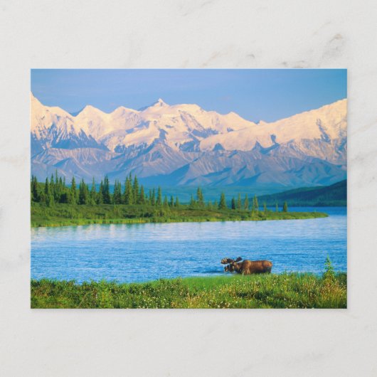 Bull moose in Wonder Lake ポストカード (正面)