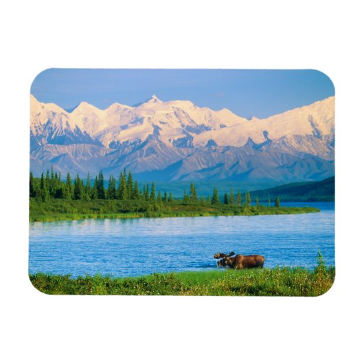 Bull moose in Wonder Lake マグネット (横)