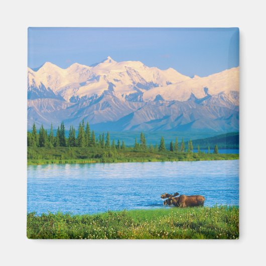 Bull moose in Wonder Lake マグネット (正面)