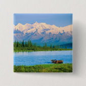 Bull moose in Wonder Lake 缶バッジ (正面)