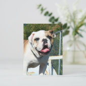 Bulldogはがき ポストカード (スタンド正面)