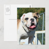 Bulldogはがき ポストカード (正面/裏面)