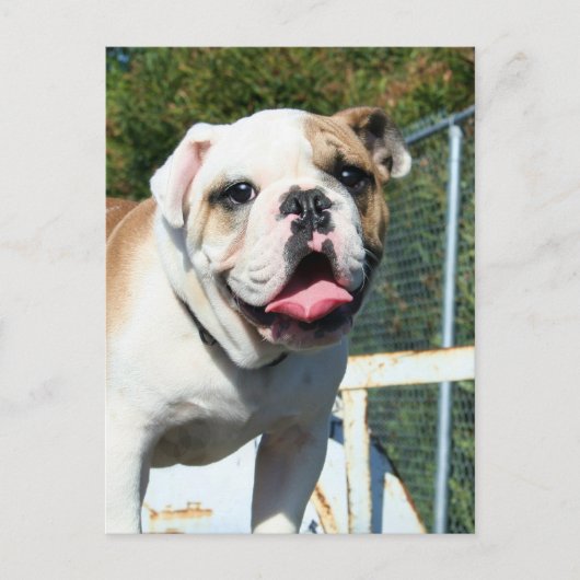 Bulldogはがき ポストカード (正面)