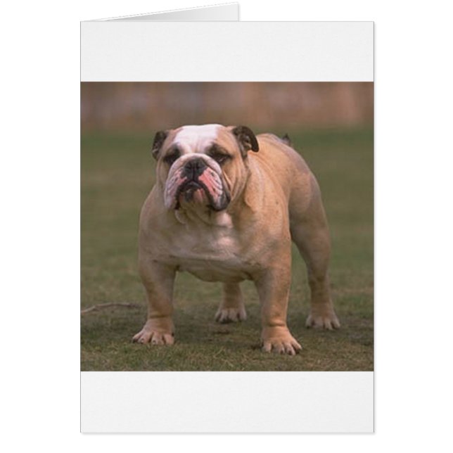 bulldog full 2.png (正面)