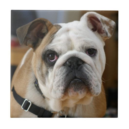 Bulldog.png タイル (正面)