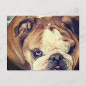 bulldog stink eye ポストカード (正面)