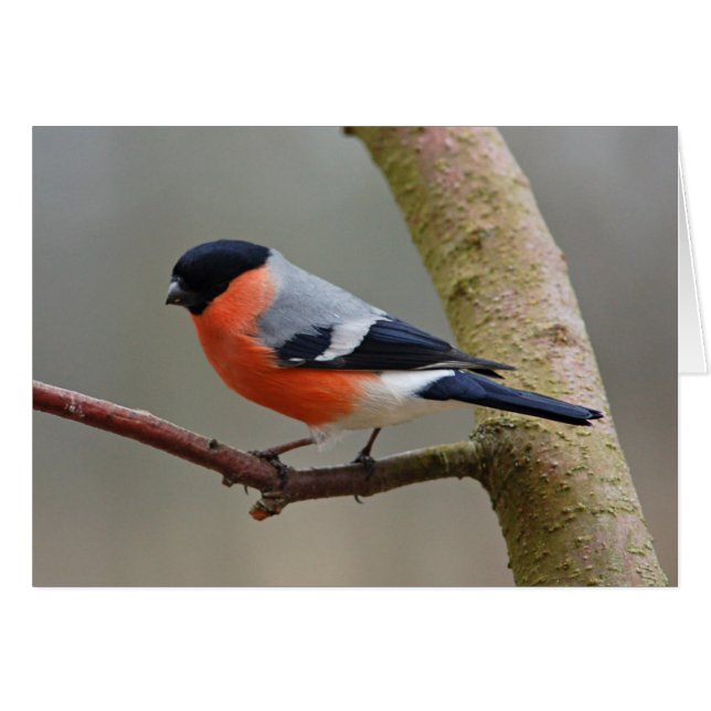 Bullfinch (正面横)