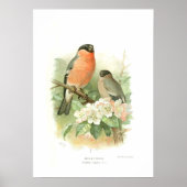 Bullfinch ポスター (正面)