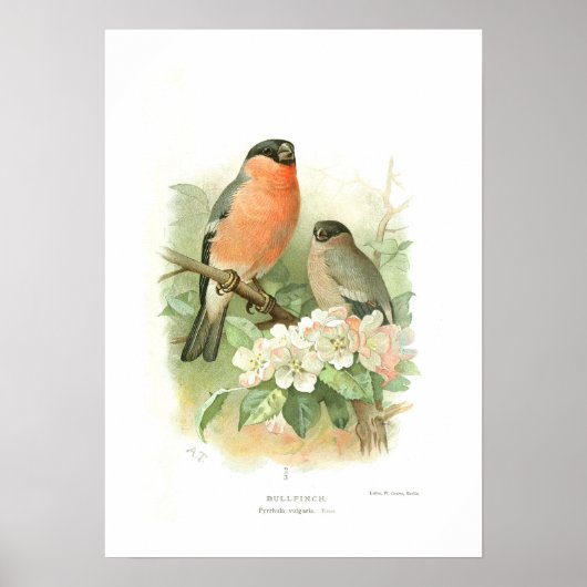 Bullfinch ポスター (正面)